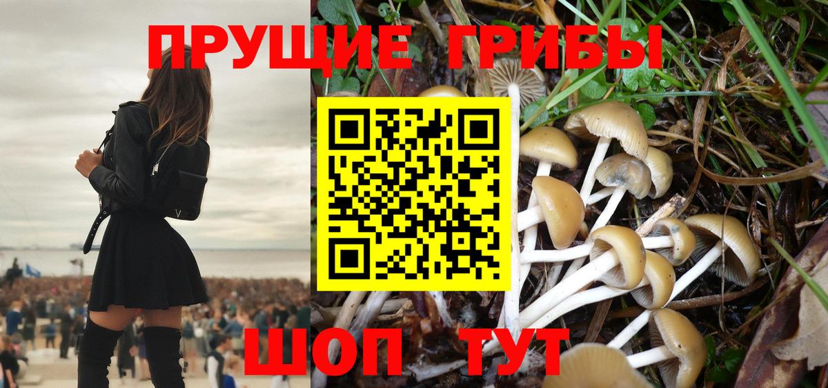 Ипатово  Псилоцибиновые грибы прущие грибы  Вход с VPN  Псилоцибиновые грибы Cubensis 